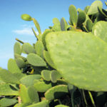 lydia-dainow-kosmetik-men-kaktus lydia-dainow-kosmetik-men-kaktus