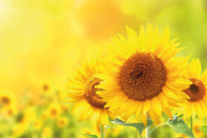 lydia-dainow-kosmetik-sonnenblumen